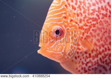 Discus Symphysodon, Freshwater Fish Native To The Amazon River, In Fishtank. Closeup Of Details.