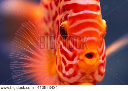 Discus Symphysodon, Freshwater Fish Native To The Amazon River, In Fishtank. Closeup Of Details.