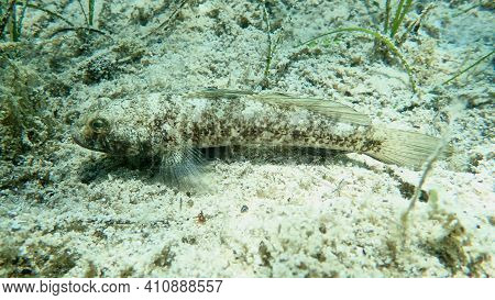 Black Goby (gobius Niger) Undersea, Aegean Sea, Greece, Halkidiki