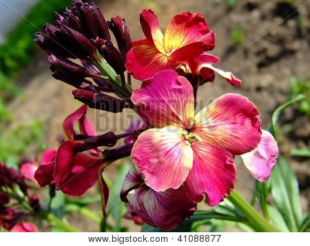 Flor