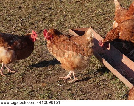 Free Range Brown Laying Hens In Green Grass Walking And Feeding