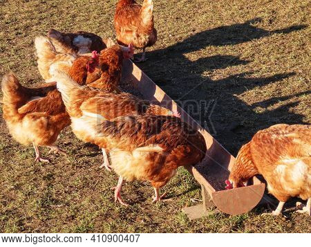 Free Range Brown Laying Hens In Green Grass Walking And Feeding
