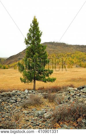 A Tall Pine Tree Grows In The Middle Of The Steppe, Punching Through The Embankment Of Stones.