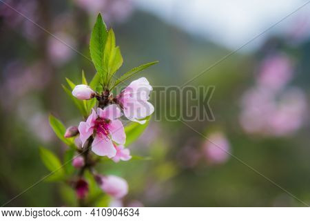 Close-up Image Of A Cherry Blossom Branch