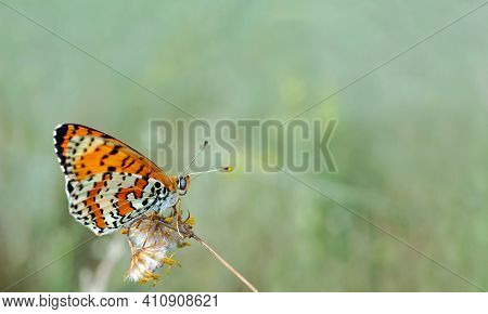 Bright Red Butterfly On A Meadow. Brush-footed Butterflies. Close Up. Copy Spaces.