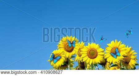 Blooming Sunflowers On A Background Of Blue Sky. Beautiful Blue Butterflies Flying Among The Flowers