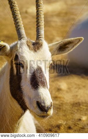 Head Portrait Of An Arabian Oryx, In The Yotvata Hai-bar Nature Reserve, The Arava Desert, Southern 