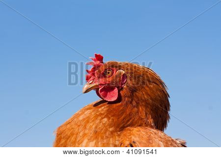 O frango