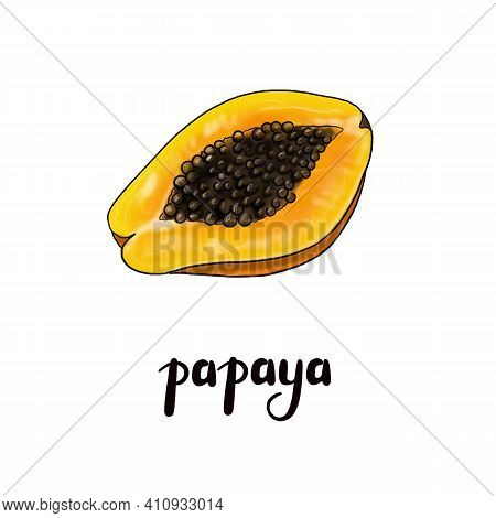 Papaya Fruit Illustration. Botanical Tropical Fruit. Ripe Papaya Freehand Drawing. Realistic Papaya.