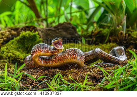 Puffing Snake - Phrynonax Poecilonotus Is A Species Of Nonvenomous Snake In The Family Colubridae. T