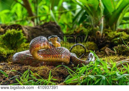Puffing Snake - Phrynonax Poecilonotus Is A Species Of Nonvenomous Snake In The Family Colubridae. T