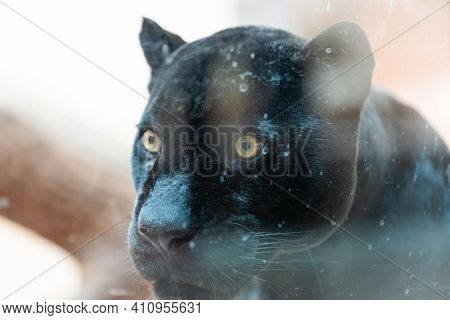 Black Panther Shot Close Up Behind Glass At The Zoo