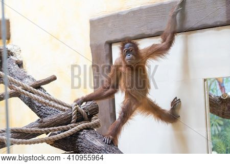 Stare Of An Orangutan Baby, Hanging On Thick Rope. A Little Great Ape Is Going To Be An Alpha Male. 
