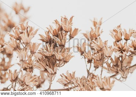 Dry Vintage Bell Shape Romantic Frowers Branches With Light Background Macro