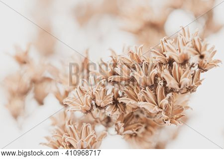 Dry Vintage Bell Shape Romantic Frowers Branch With Light Blur Natural Background Macro