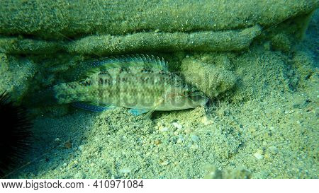 East Atlantic Peacock Wrasse (symphodus Tinca) Undersea, Aegean Sea, Greece, Halkidiki