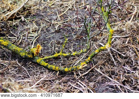 Dead Wood In The Forest. Spring Cleaning In The Garden. Branches Of Fruit Trees With Light Green Spo