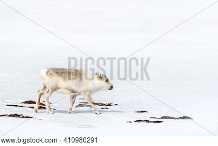 Young reindeer, Rangifer tarandus, walks through the pristine white snow of Svalbard, a Norwegian archipelago between mainland Norway and the North Pole