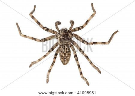 Kurt örümcek Lycosa Sp