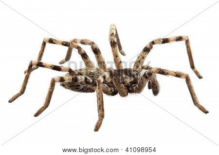 Kurt örümcek Lycosa Sp