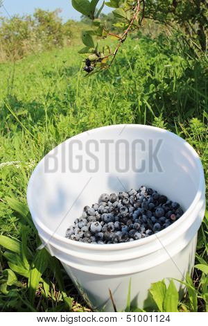 Bucket of fresh picked blueberries