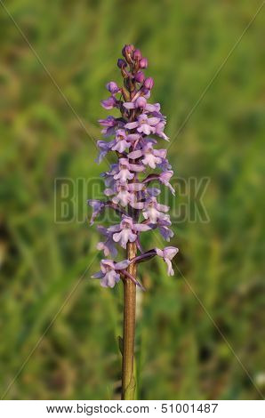 Common Fragrant Orchid