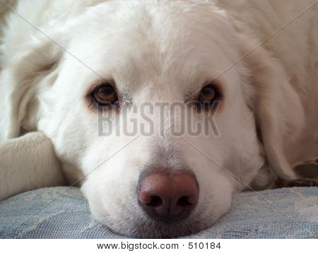 羊狗