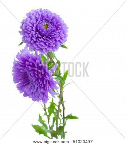 tree aster lilac flowers