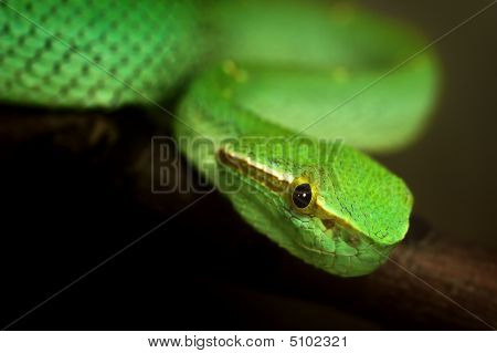 Cobra Verde