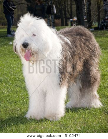 Bobtail