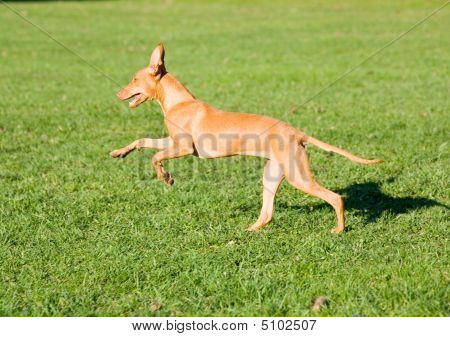 Courser siciliano