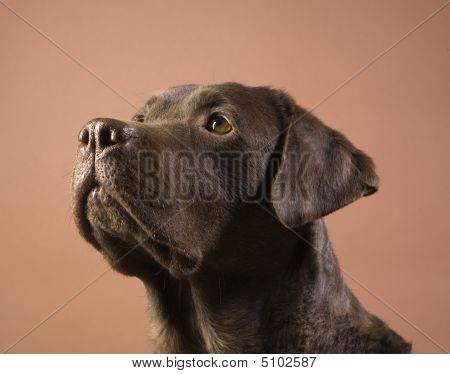 braune labrador