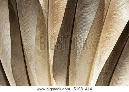 Feather Background