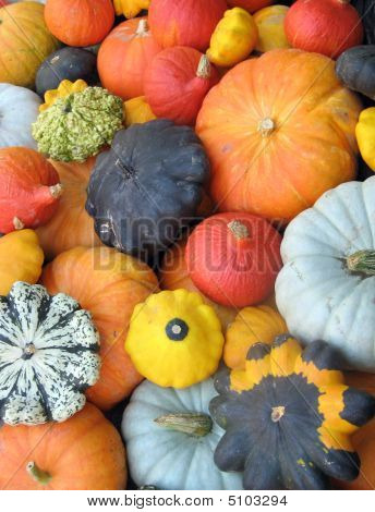 Colorful Squash Collection