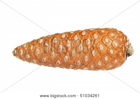 Pinecone