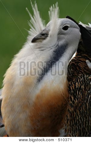 Porträt