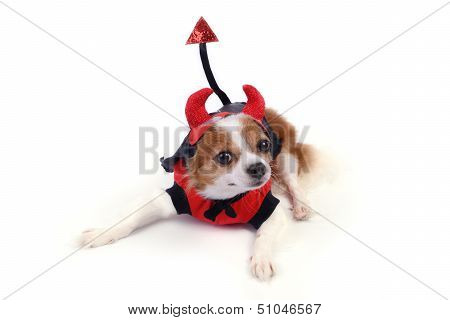 Devil Chihuahua
