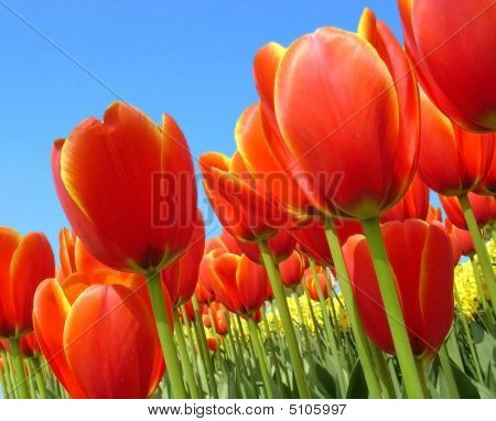 Tulipaner