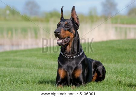 Ritratto di Dobermann nero