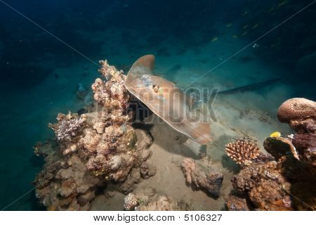 Oceaan, koraal en Feathertail Stingray
