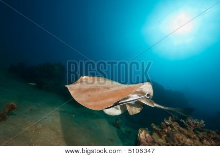 Oceaan, koraal en Feathertail Stingray