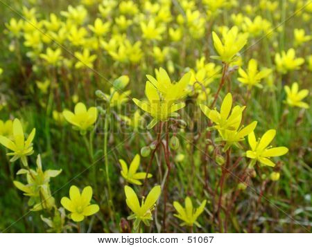 Saxifraga Hirculis