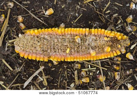 Corn ear disease