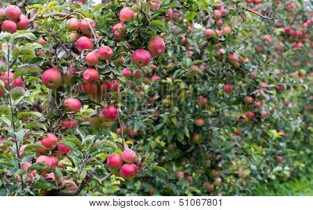 Apple orchard