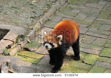 Red Panda eller 
