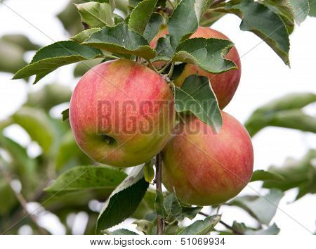 Ripe apples on tree