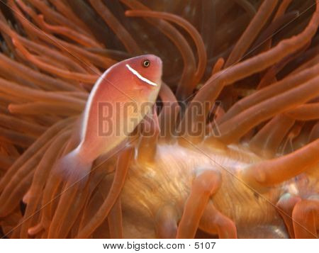 Fish_36715