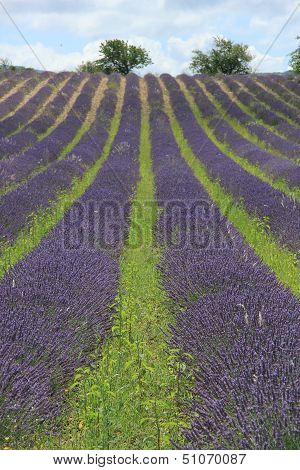 Lavender Fields Near Sault, France