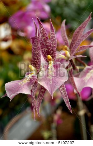 Roze en paarse puntige Orichid