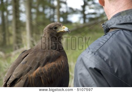 Jagd mit einem Falken